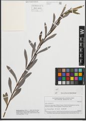Foto von Salix purpurea L.